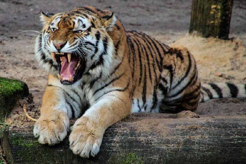 best-tiger-tour-in-india