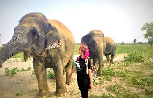 full-day-excursion-tour-of-elephant-conservation-bear-rescue