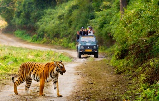 tiger-trail-tour-in-india